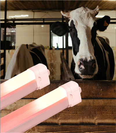 Интелигентна IP66 LED лампа за ферма (млечни продукти/птици)